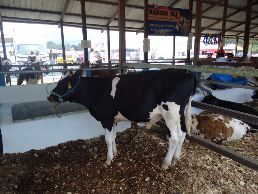 Foto: Ternera - Puyo (Pastaza), Ecuador