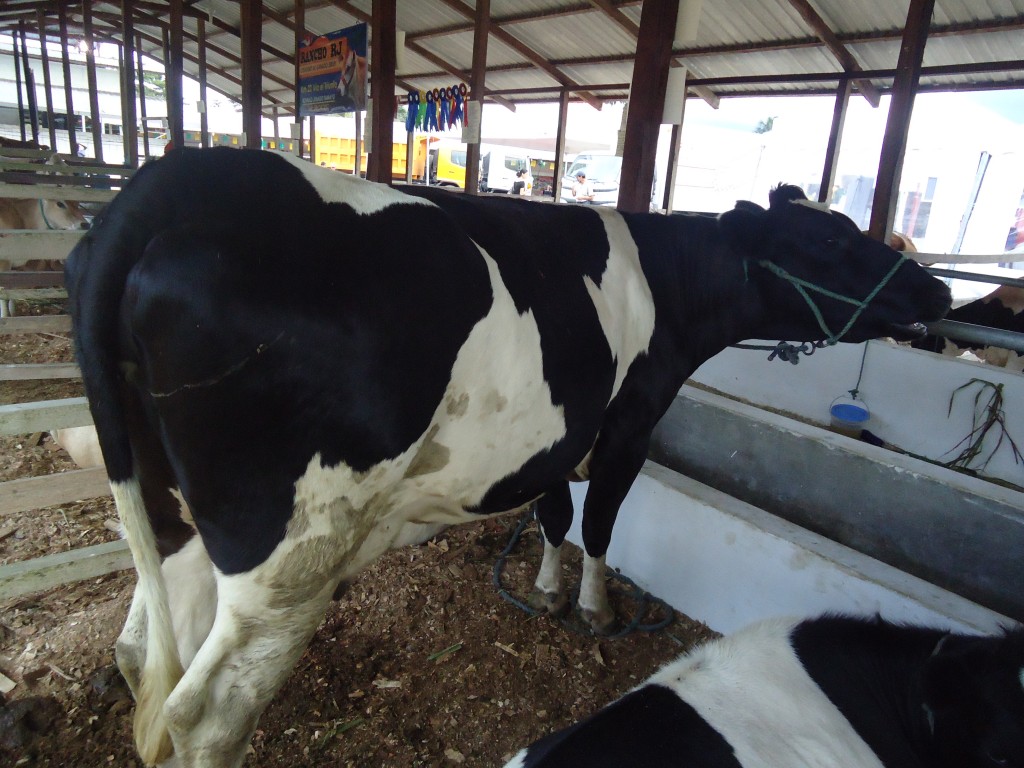 Foto: Ternera de raza lechera - Puyo (Pastaza), Ecuador