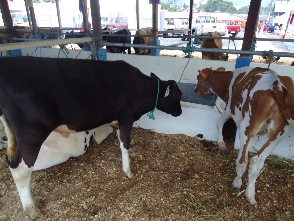 Foto: terneras de diferentes razas - Puyo (Pastaza), Ecuador