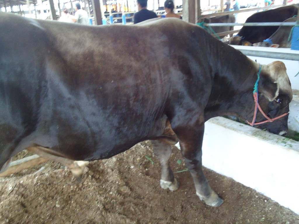 Foto: Baca Lechera - Puyo (Pastaza), Ecuador