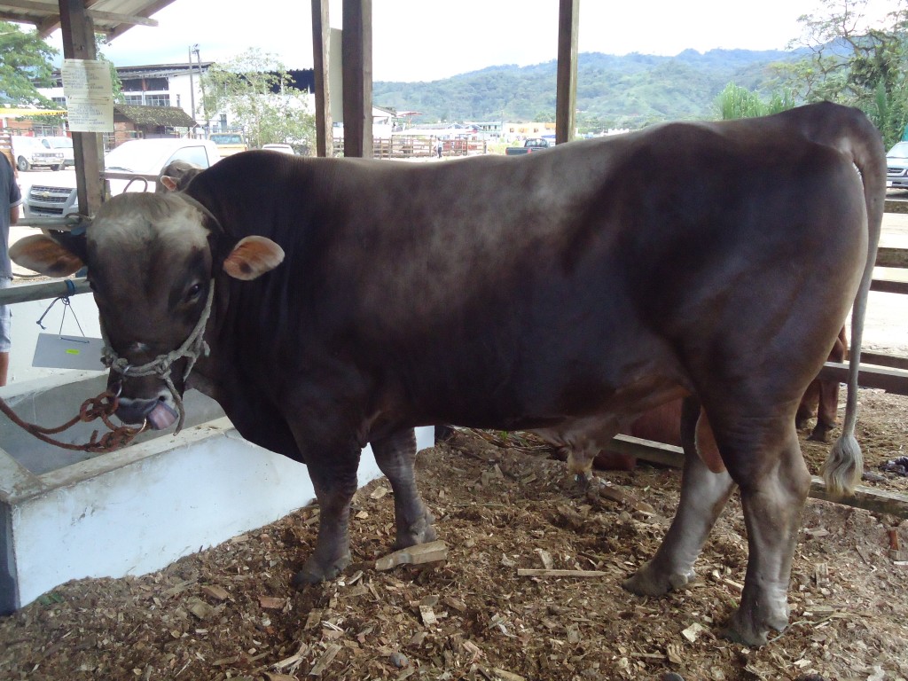 Foto: Hermoso ejemplar - Puyo (Pastaza), Ecuador