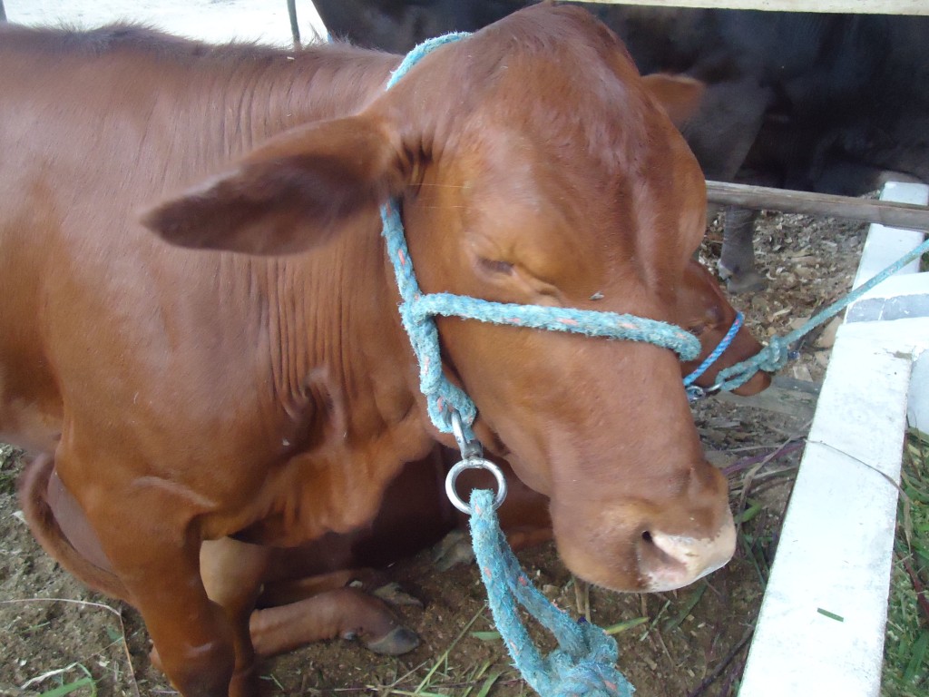 Foto: Santa gertrudis - Puyo (Pastaza), Ecuador