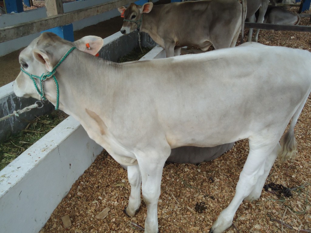 Foto: Ternera - Puyo (Pastaza), Ecuador