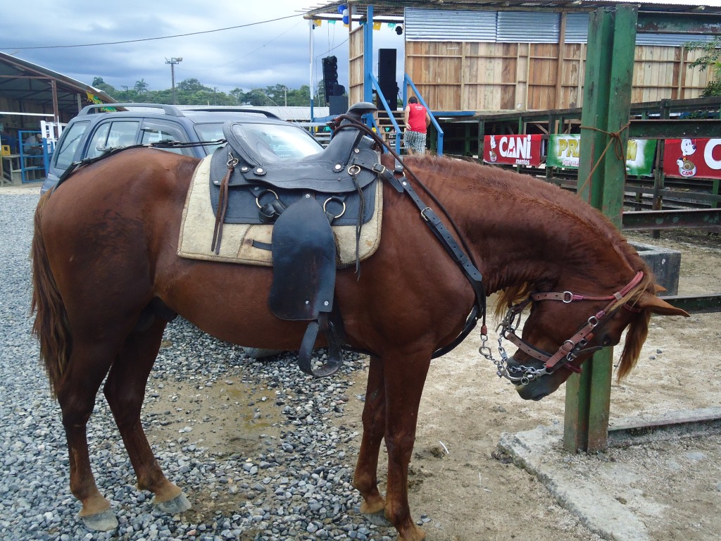 Foto: Caballo - Puyo (Pastaza), Ecuador