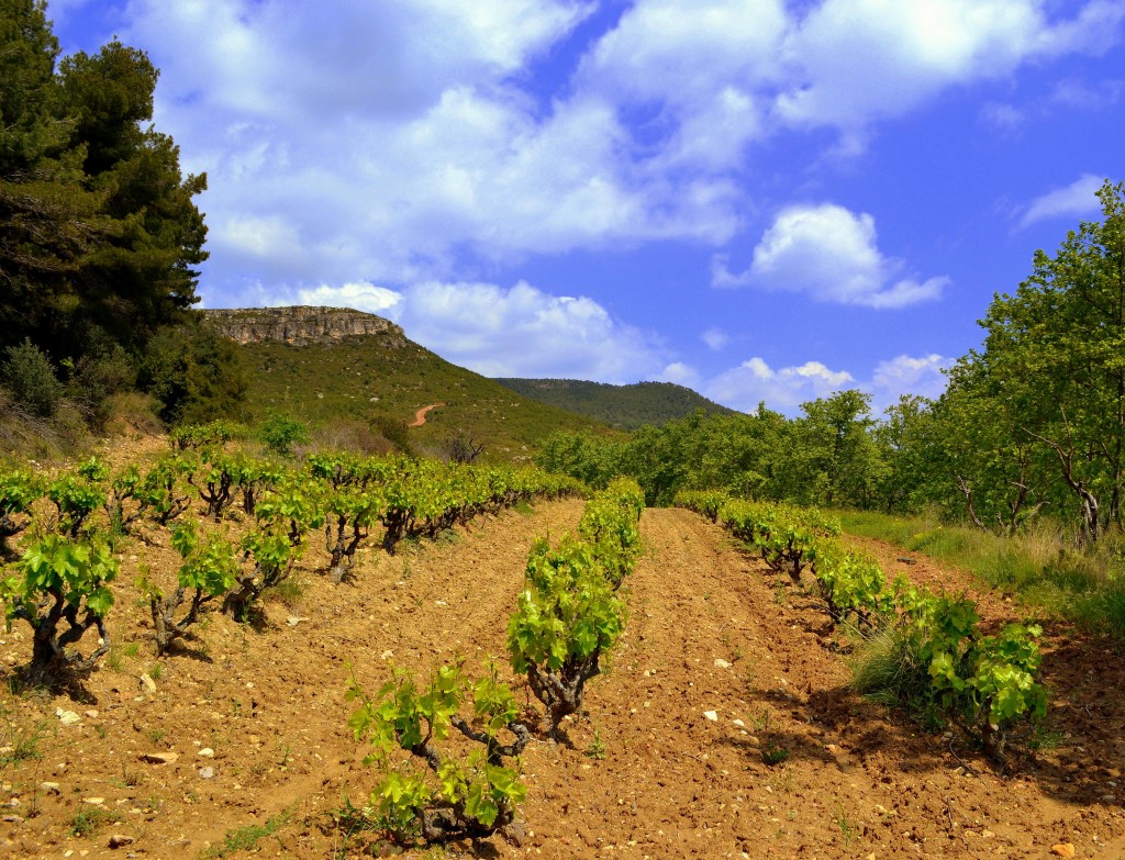 Foto: Viña en Primavera - Torrelles de Foix (Barcelona), España