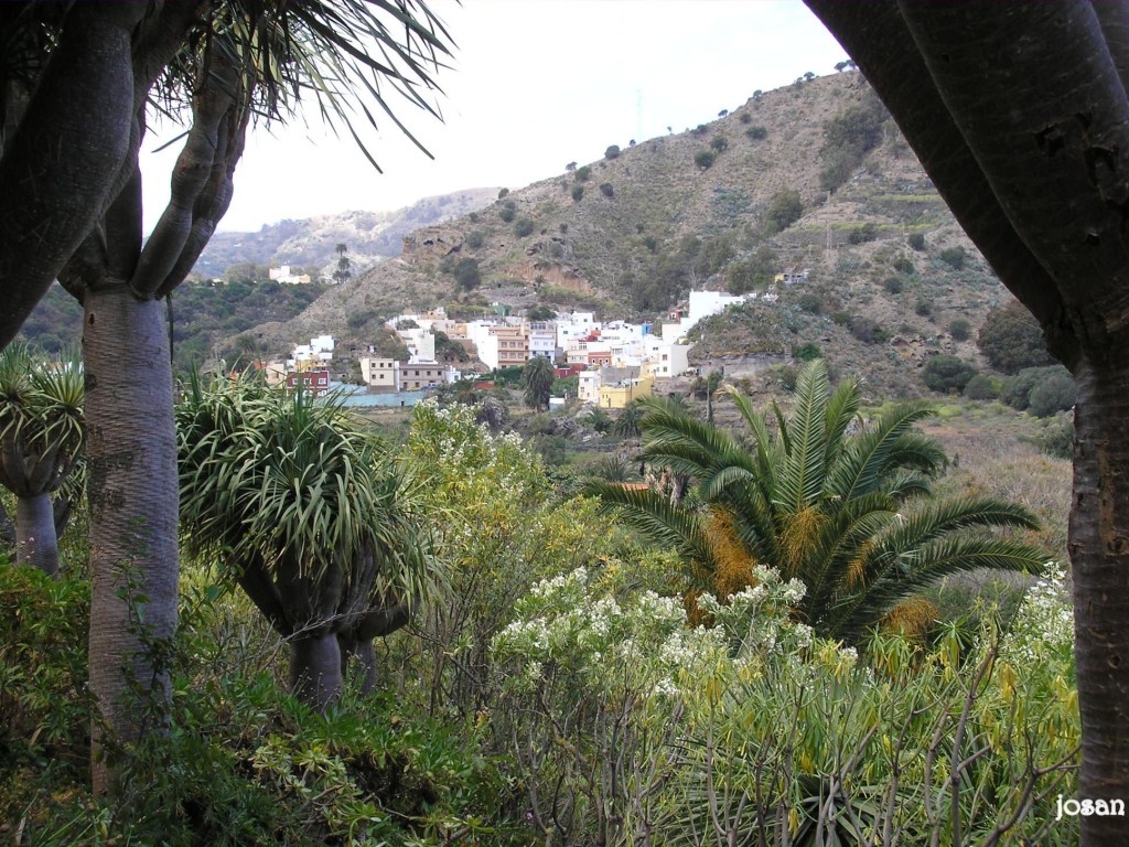 Foto: Jardin Canario - Las Palmas De Gran Canarias (Las Palmas), España