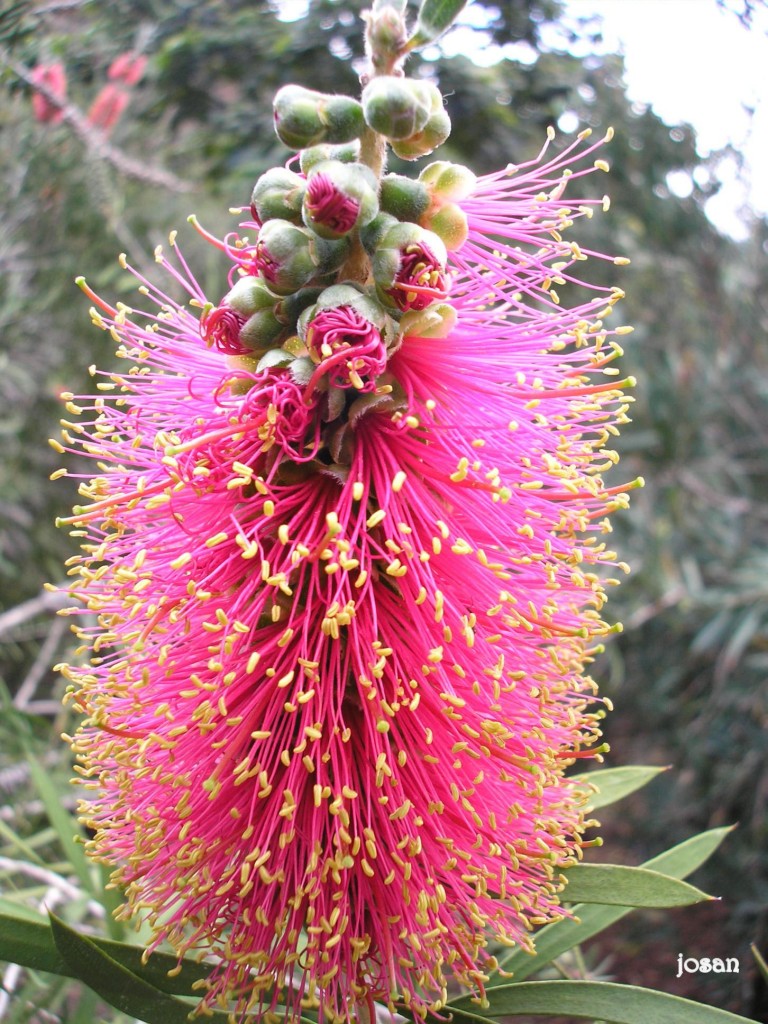 Foto: Jardin Canario - Las Palmas De Gran Canarias (Las Palmas), España