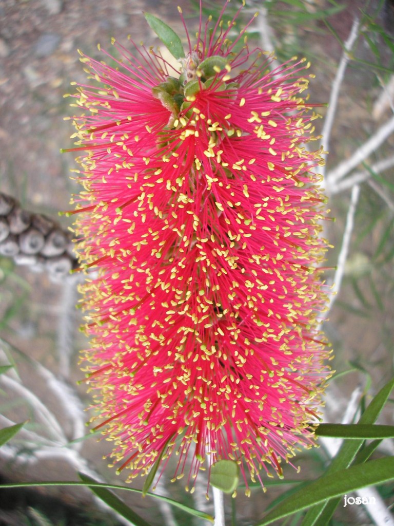 Foto: jardin canario - las palmas de gran canarias (Las Palmas), España