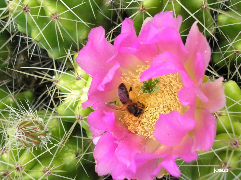 Foto: jardin canario - Las Palmas De Gran Canarias (Las Palmas), España