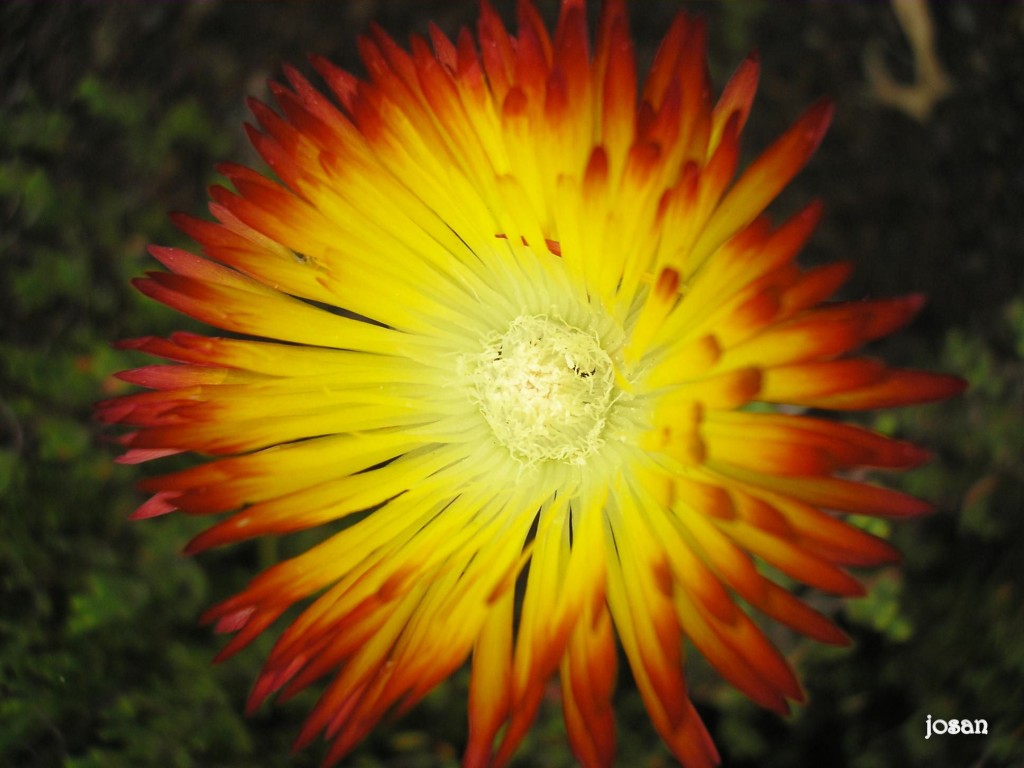 Foto: Jardin Canario - Las Palmas De Gran Canarias (Las Palmas), España