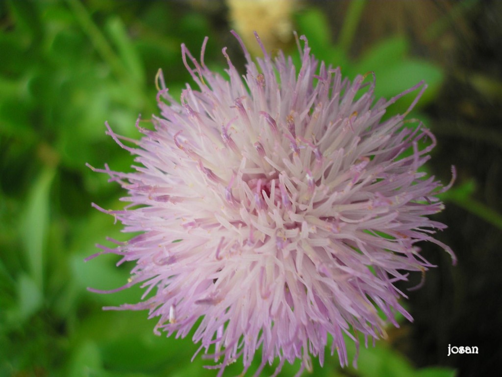 Foto: Jardin Canario - Las Palmas De Gran Canarias (Las Palmas), España