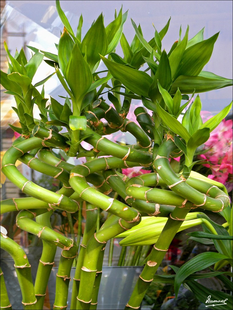 Foto: 110429-065 VIENA - Viena (Vienna), Austria