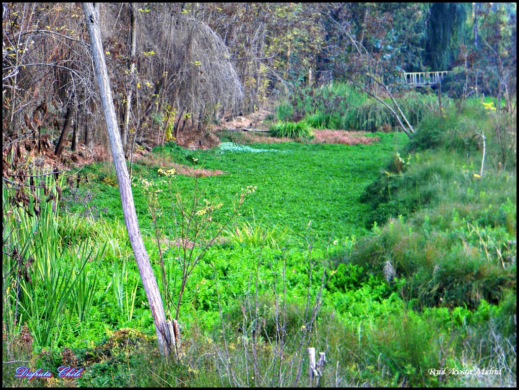 Foto de Lo Miranda (Libertador General Bernardo OʼHiggins), Chile