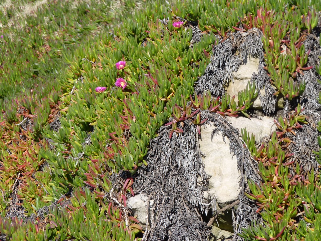 Foto: Playa Chica - Mar del Plata (Buenos Aires), Argentina