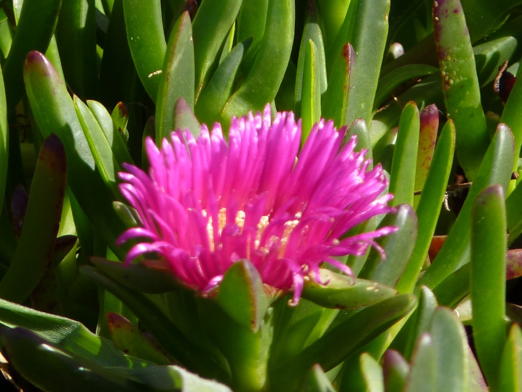Foto de Mar del Plata (Buenos Aires), Argentina