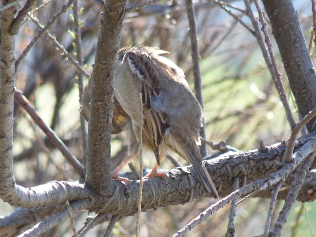 Foto de Mar del Plata (Buenos Aires), Argentina