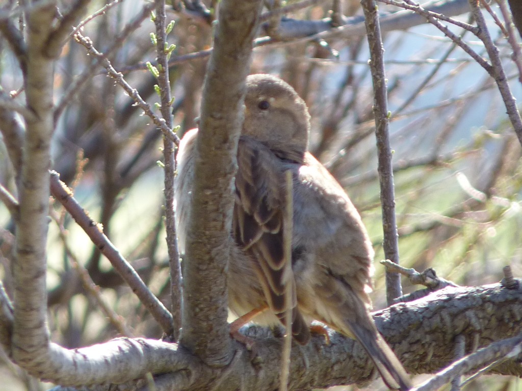 Foto de Mar del Plata (Buenos Aires), Argentina