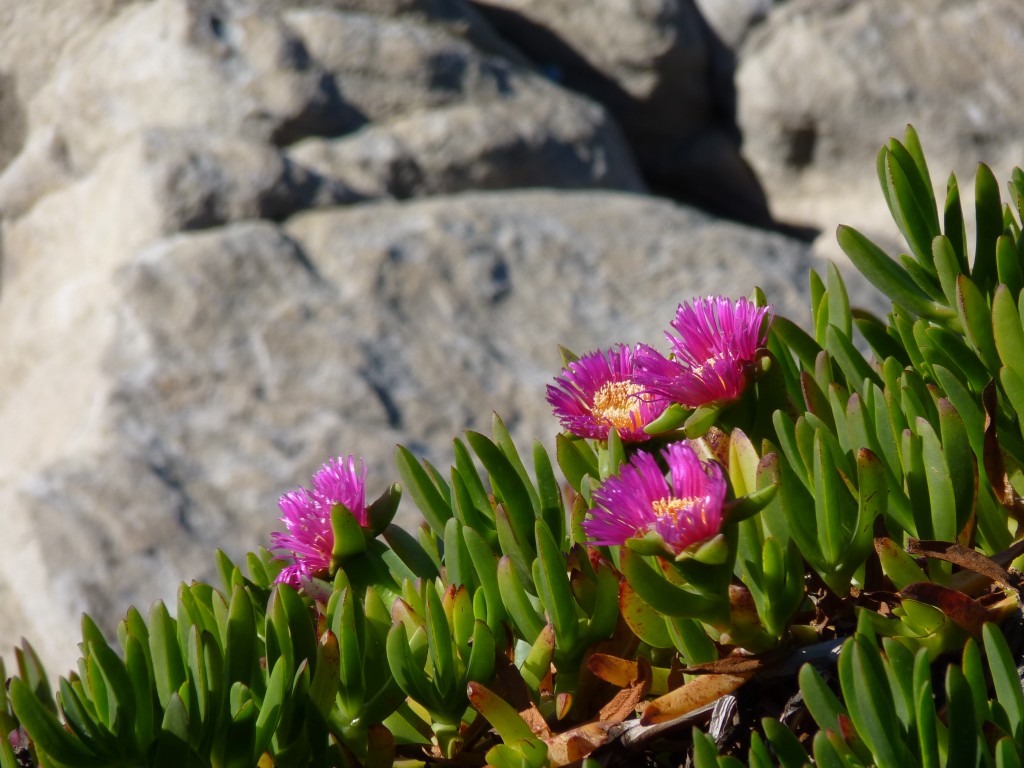 Foto de Mar del Plata (Buenos Aires), Argentina