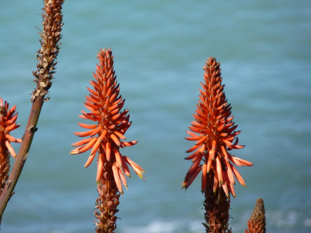 Foto de Mar del Plata (Buenos Aires), Argentina