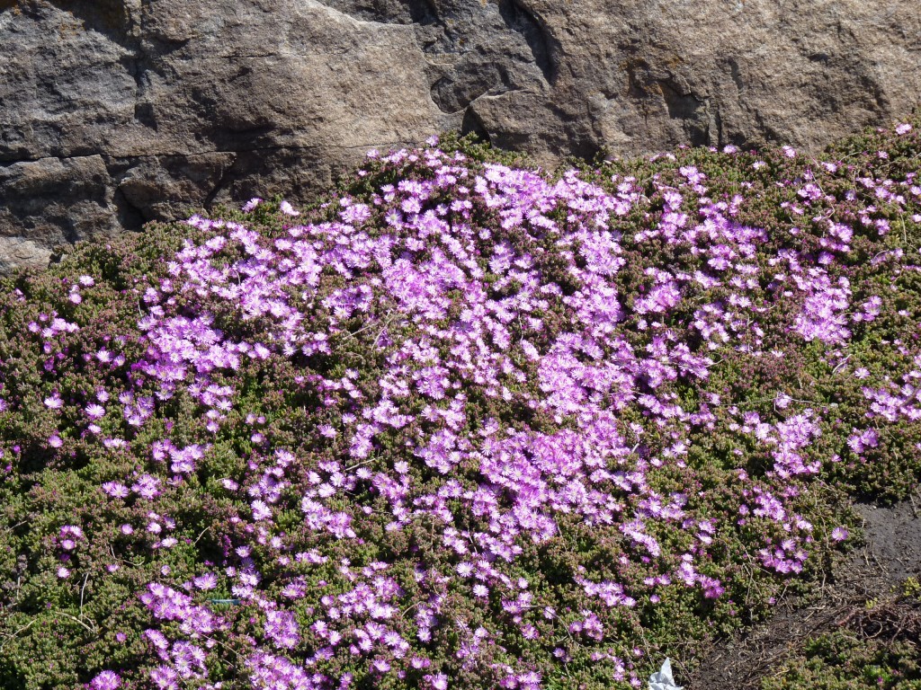 Foto de Mar del Plata (Buenos Aires), Argentina