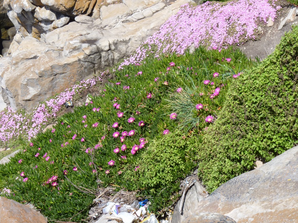 Foto de Mar del Plata (Buenos Aires), Argentina