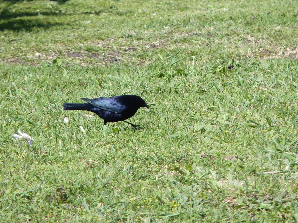 Foto: Tordo - Mar del Plata (Buenos Aires), Argentina
