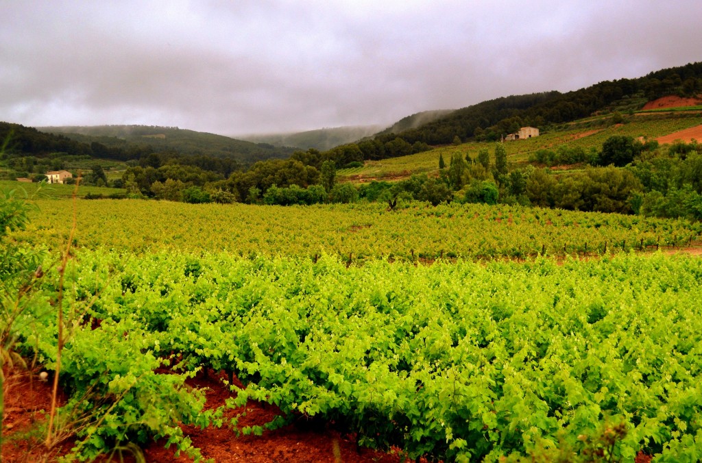 Foto: Tarde de lluvia entre los viñedos. - Torrelles de Foix (Barcelona), España