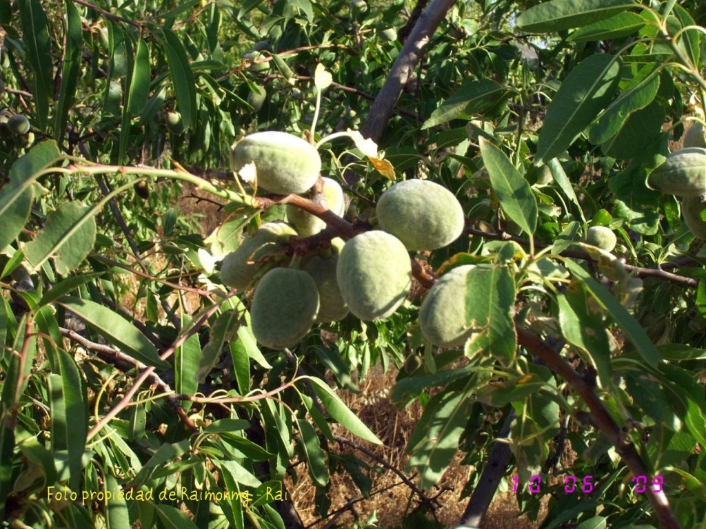 Foto: Almendro - Felix (Almería), España