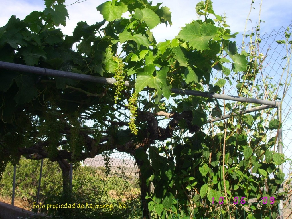 Foto: Parra - Felix (Almería), España