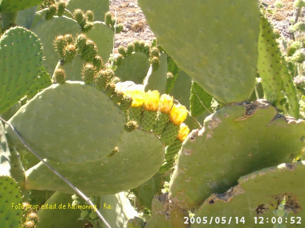 Foto: Pencas - Felix (Almería), España