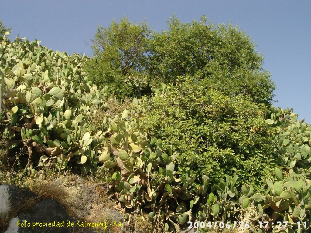 Foto: Pencas - Felix (Almería), España