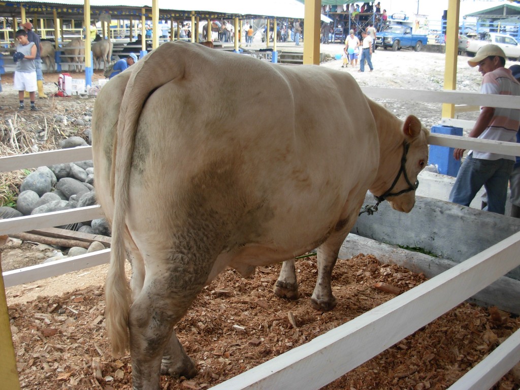 Foto: Semoviente. - Puyo (Pastaza), Ecuador