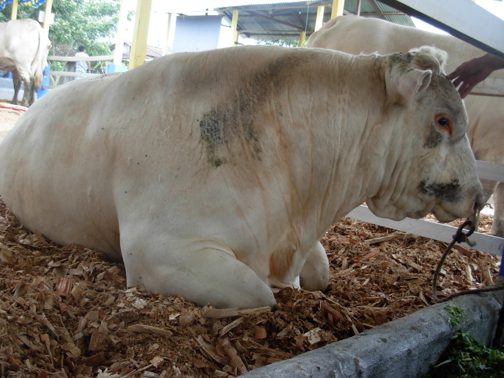Foto: Semoviente - Puyo (Pastaza), Ecuador