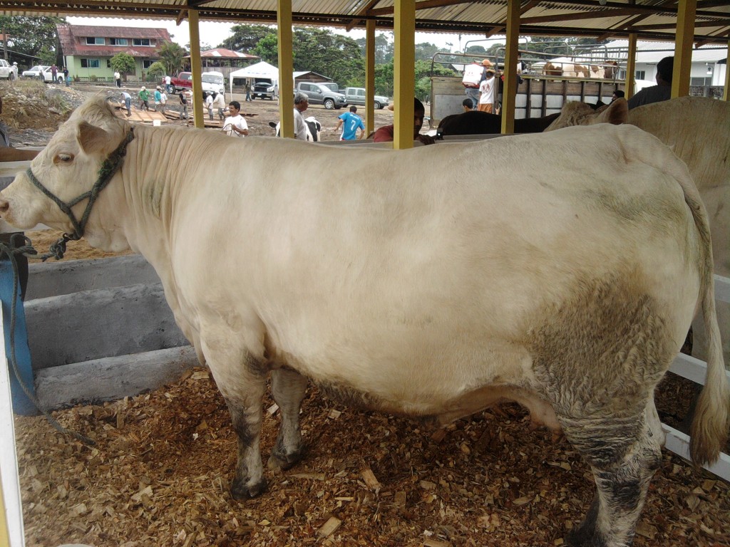 Foto: Semoviente - Puyo (Pastaza), Ecuador