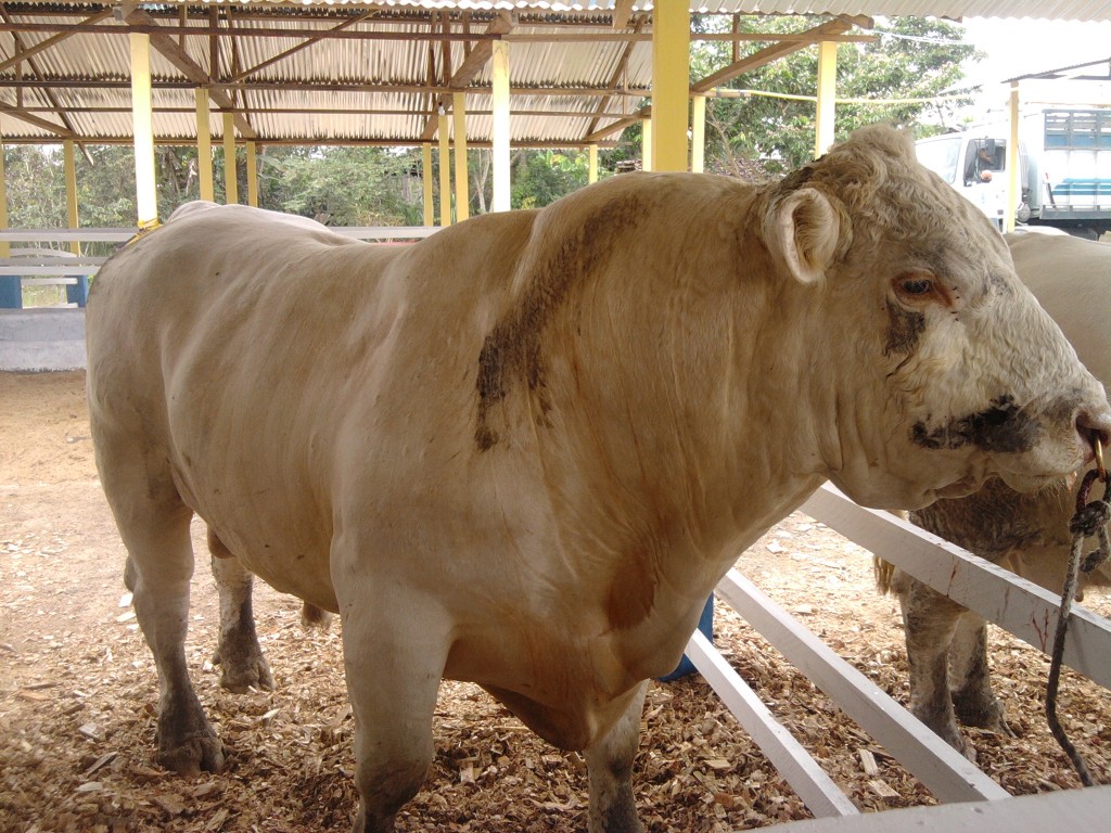 Foto: Semoviente - Puyo (Pastaza), Ecuador