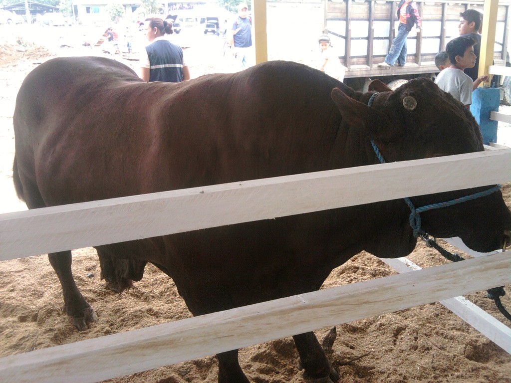 Foto: Semoviente - Puyo (Pastaza), Ecuador