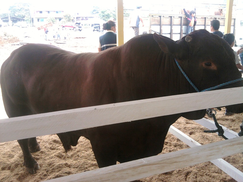 Foto: Semoviente - Puyo (Pastaza), Ecuador