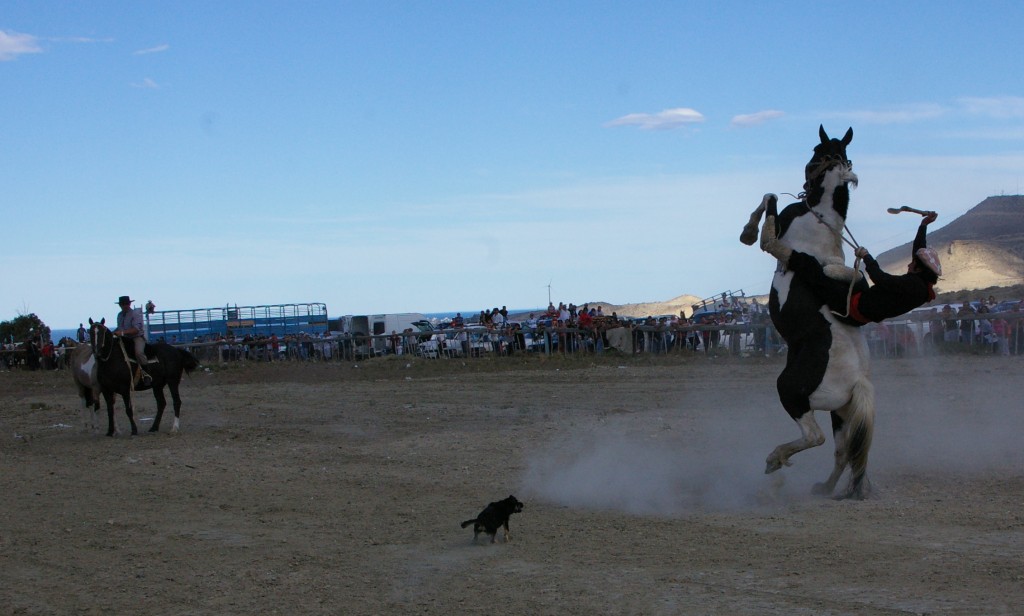 Foto: tradicion argentina -jineteadas- - Ciudadela (Rivadavia) (Chubut), Argentina