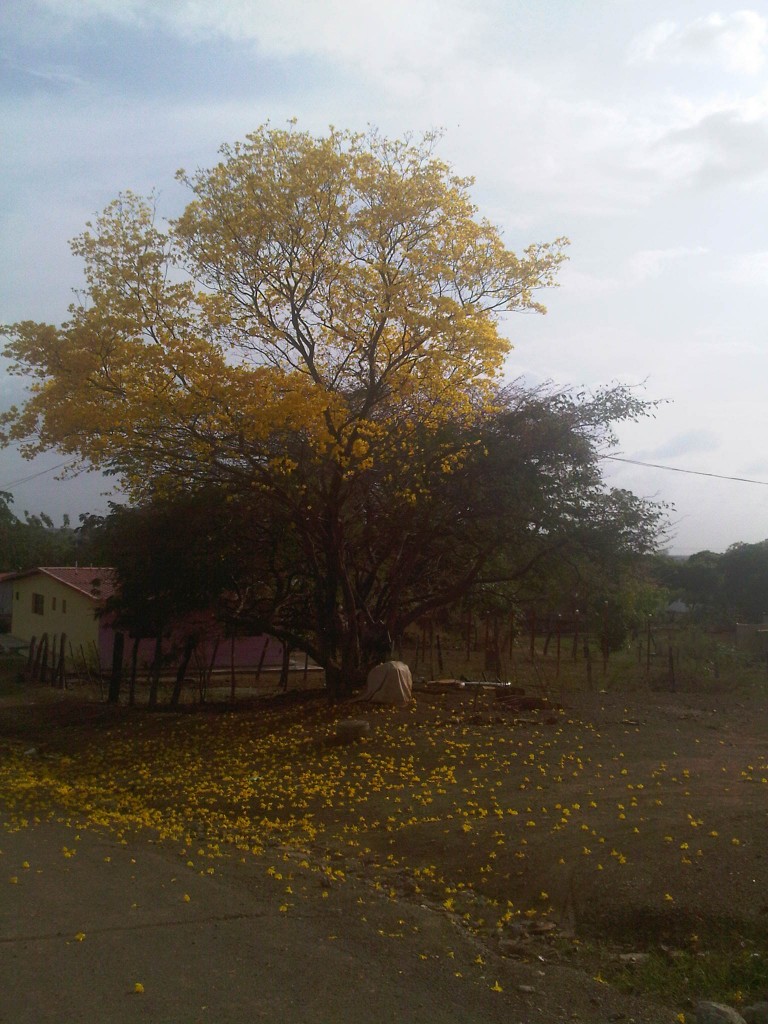 Foto: LLanos Venezolanos - San José de Tiznado (Guárico), Venezuela
