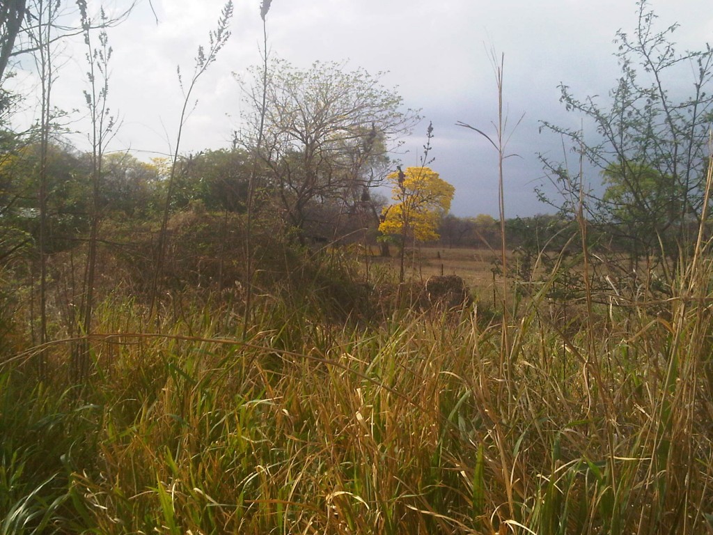 Foto: LLanos Venezolanos - San José de Tiznado (Guárico), Venezuela