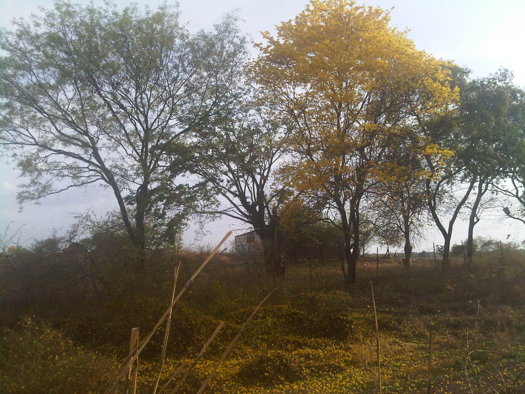Foto: LLanos Venezolanos - San José de Tiznado (Guárico), Venezuela