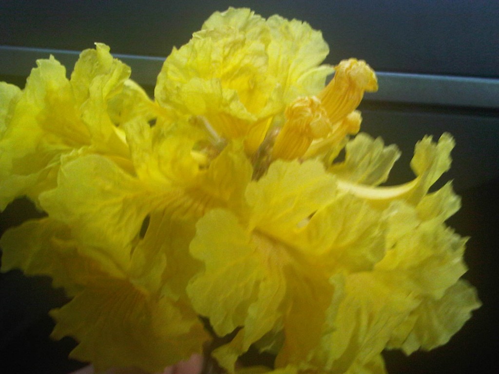 Foto: LLanos Venezolanos - San José de Tiznado (Guárico), Venezuela