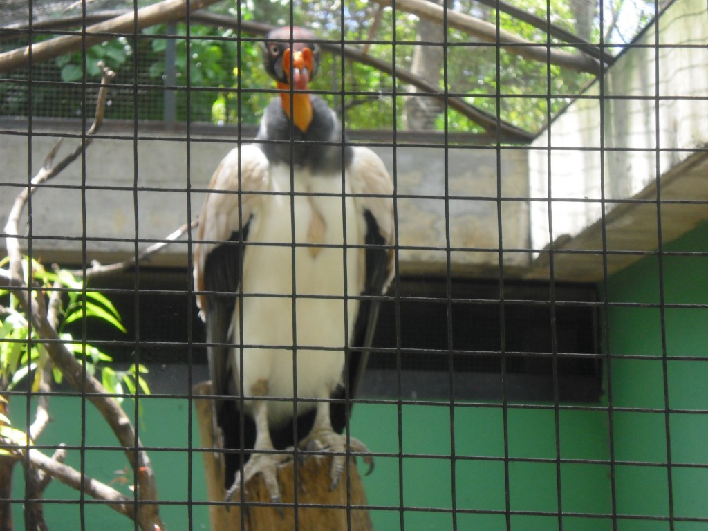 Foto: Zamuro Real - Parque Del Este (Distrito Capital), Venezuela