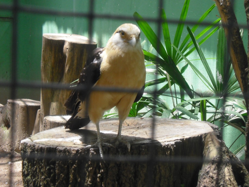 Foto: Gavilan habado - Parque Del Este (Distrito Capital), Venezuela