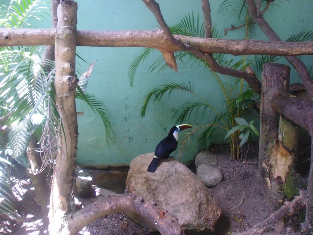 Foto: El Tucan - Parque Del Este (Distrito Capital), Venezuela