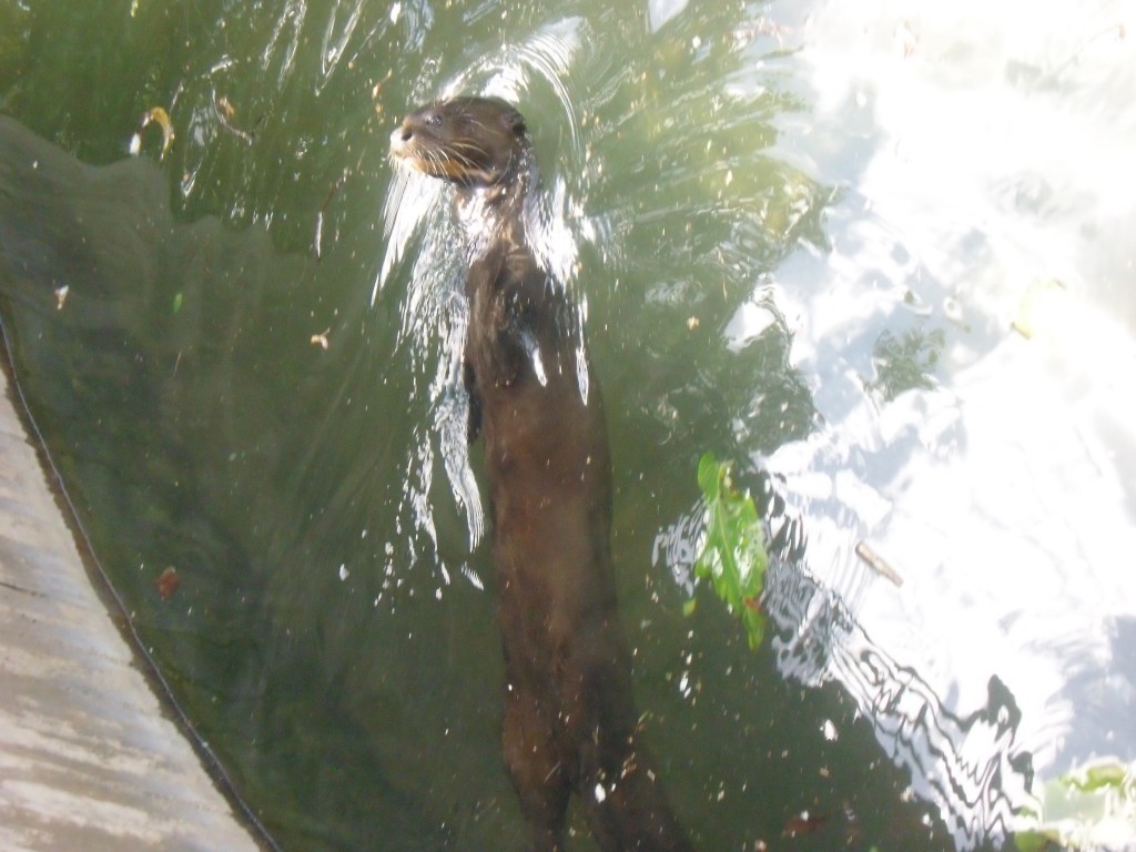 Foto: perro de agua - Parque Del Este (Distrito Capital), Venezuela