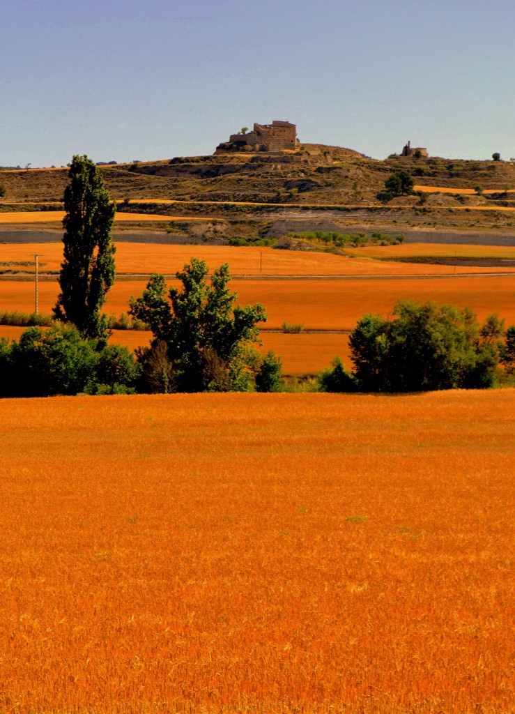 Foto: Campos de la Segarra - Ribera d'Ondara (Lleida), España