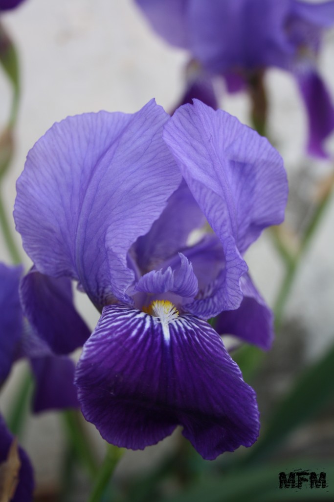 Foto: Lirio - Tembleque (Toledo), España