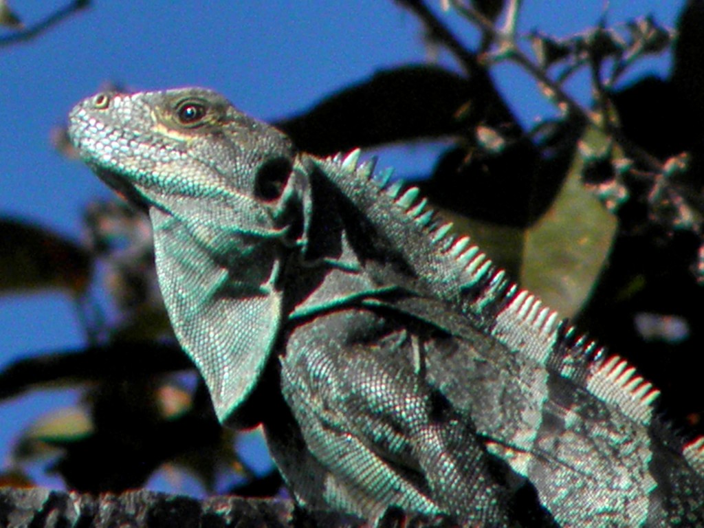 Foto: iguana - Tilarán (Guanacaste), Costa Rica