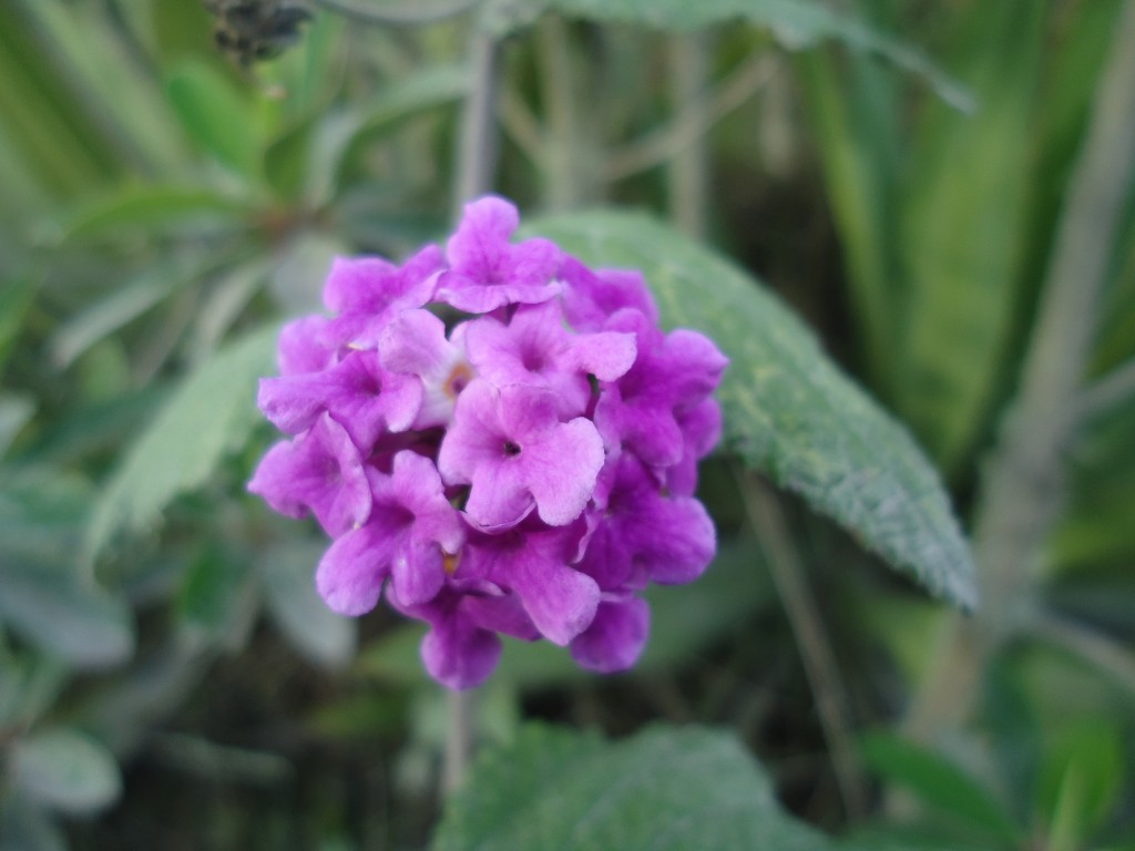 Foto: Flor lila - Bayushig (Chimborazo), Ecuador